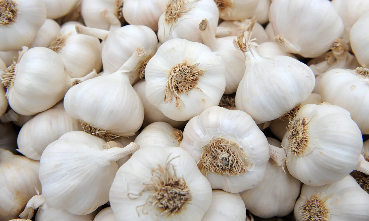 Garlic - Image 3